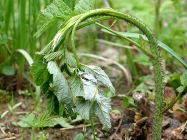 Raspberry stem fly: control methods, spring, summer, photo