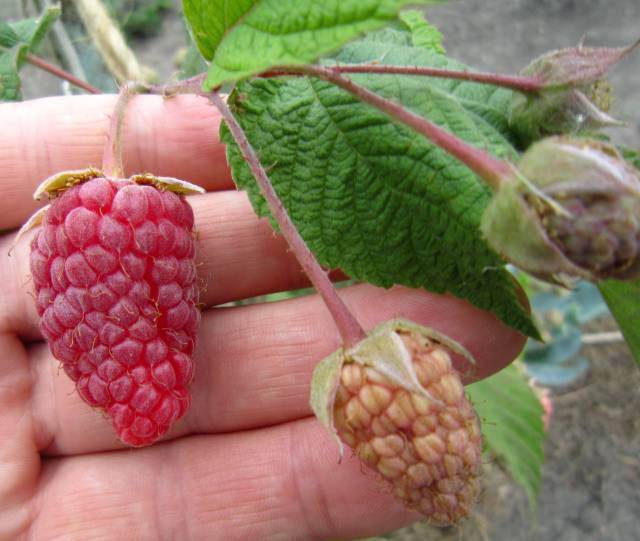 Raspberry Stolichnaya