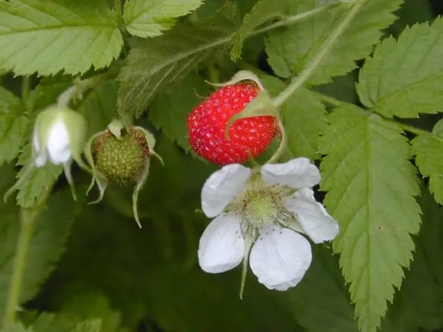 Raspberry Sun