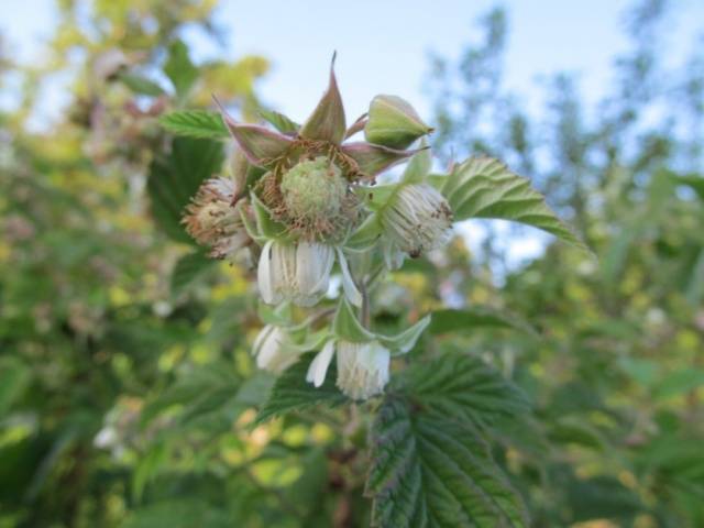 Raspberry Tarusa