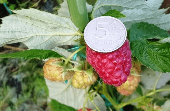 Raspberry Tarusa: description and characteristics of the standard variety, taste of berries + planting seedlings, bush formation