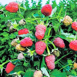 Raspberry Tarusa: description and characteristics of the standard variety, taste of berries + planting seedlings, bush formation