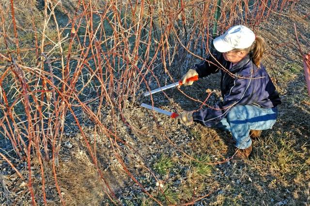 Raspberry transplant