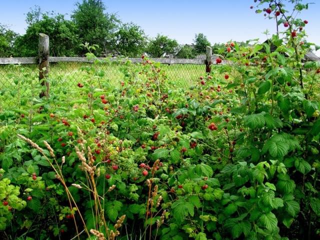 Raspberry transplant