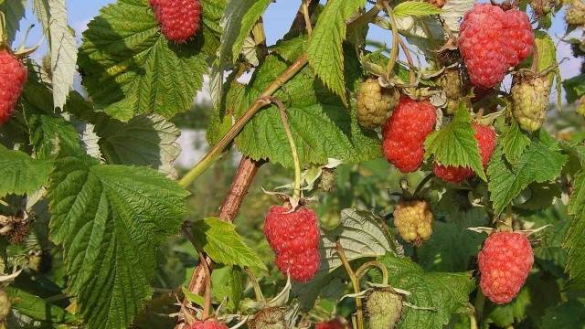 Raspberry transplant