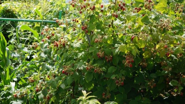 Raspberry transplant