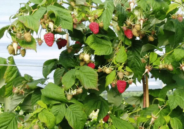 Raspberry tree Galaxy: variety description, photos, reviews