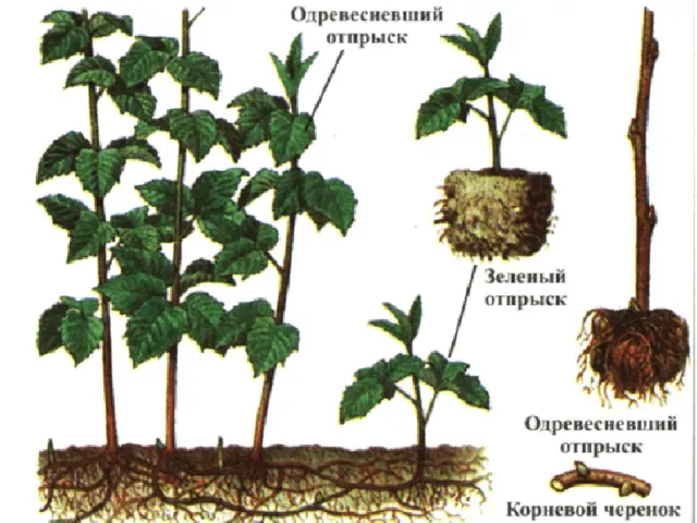 Raspberry tree Galaxy: variety description, photos, reviews