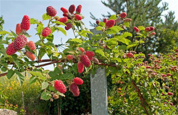 Raspberry tree Tale: reviews, planting and care