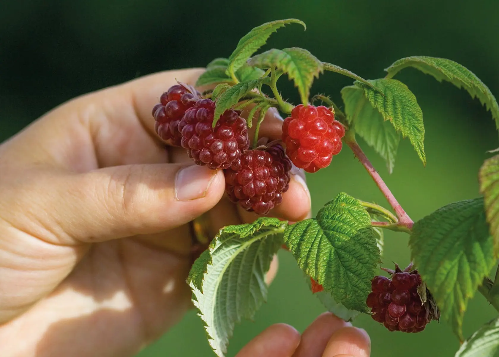 Raspberry tree Tale: reviews, planting and care