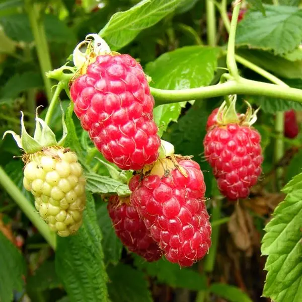 Raspberry Tulamin