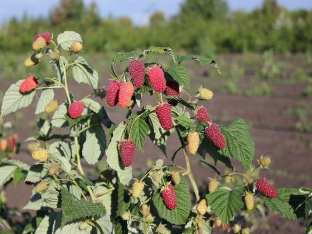 Raspberry varieties Pokhvalinka: description and reviews