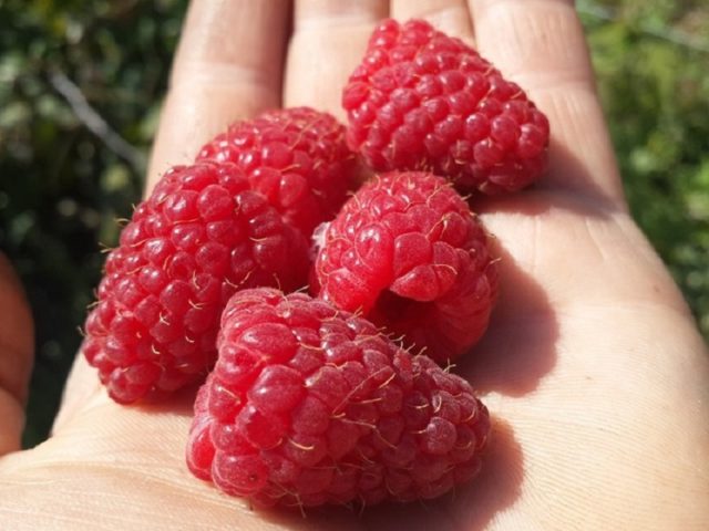 Raspberry varieties Pokhvalinka: description and reviews