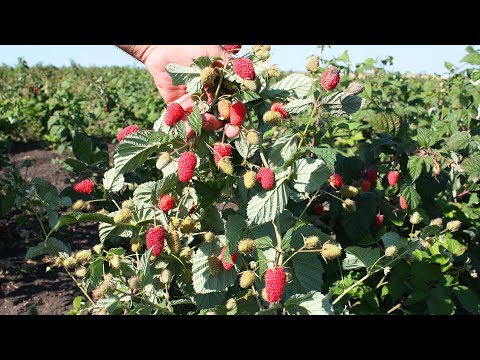 Raspberry varieties Pokhvalinka: description and reviews