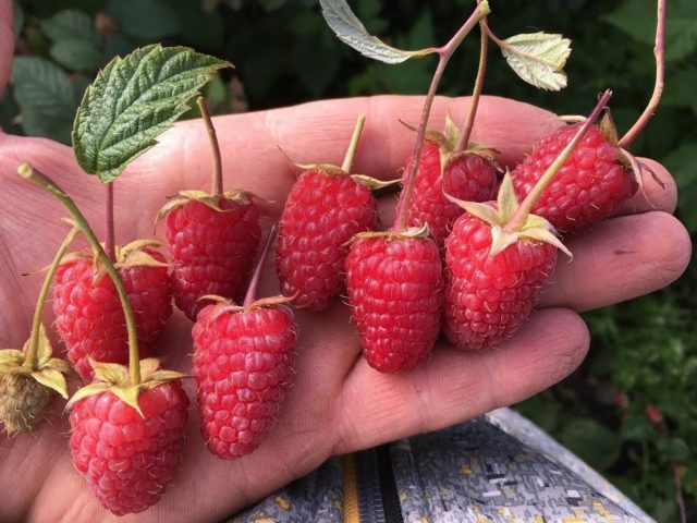 Raspberry varieties Raspberry ridge: description and reviews