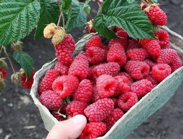 Raspberry varieties Raspberry ridge: description and reviews