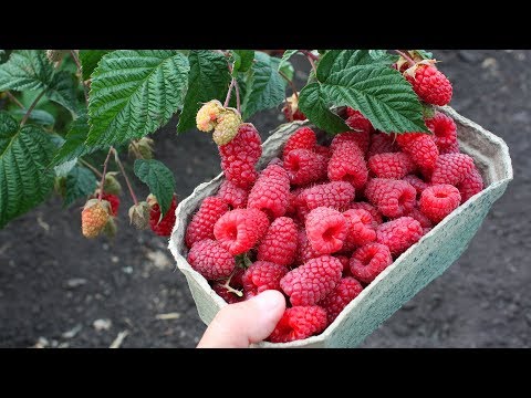 Raspberry varieties Raspberry ridge: description and reviews