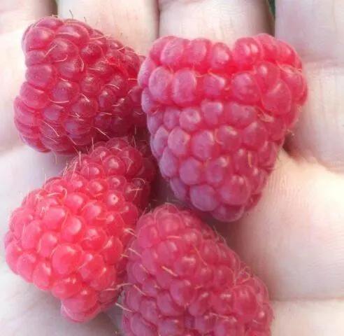 Raspberry variety Amira: variety description, photos, reviews