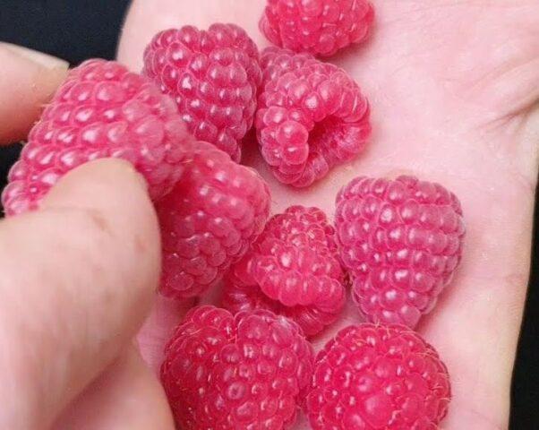 Raspberry variety Amira: variety description, photos, reviews