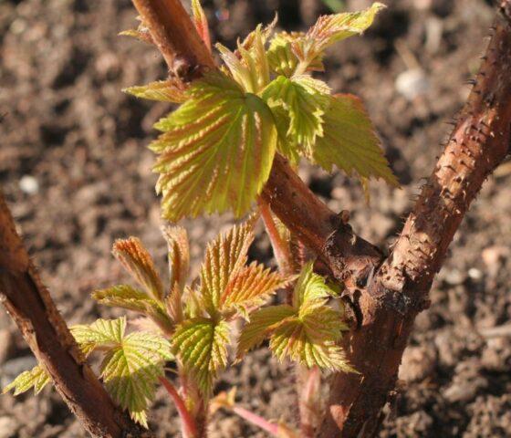 Raspberry variety Amira: variety description, photos, reviews