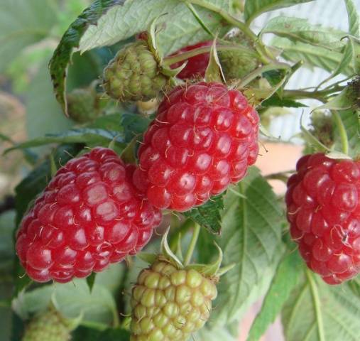 Raspberry variety Autumn beauty: description and photo