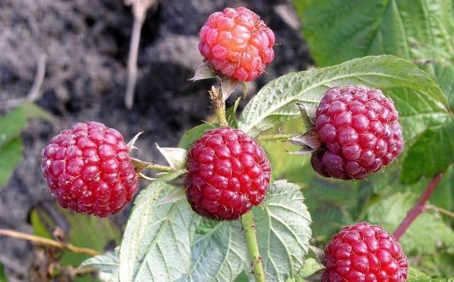 Raspberry variety Autumn beauty: description and photo