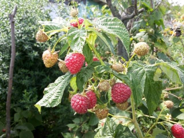 Raspberry variety Autumn beauty: description and photo