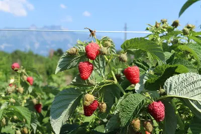 Raspberry variety Autumn beauty: description and photo