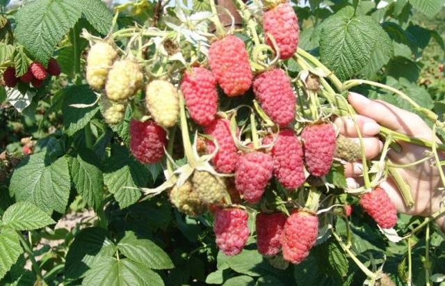 Raspberry variety Beauty of Our Country: photo and description