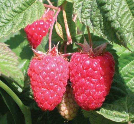 Raspberry variety Beauty of Our Country: photo and description