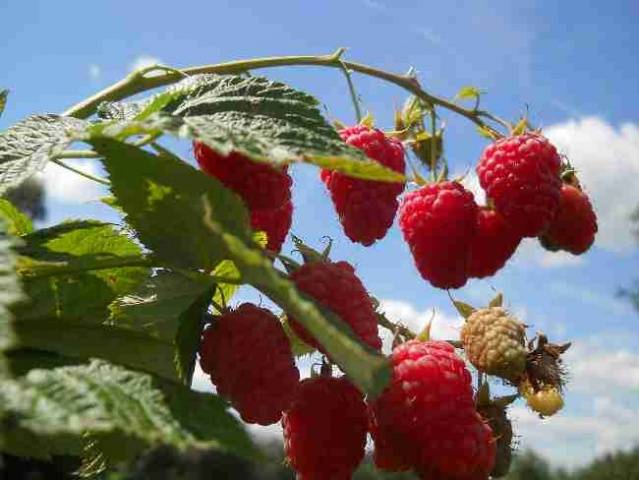 Raspberry variety Beauty of Our Country: photo and description