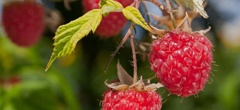 Raspberry variety Beauty of Our Country: photo and description