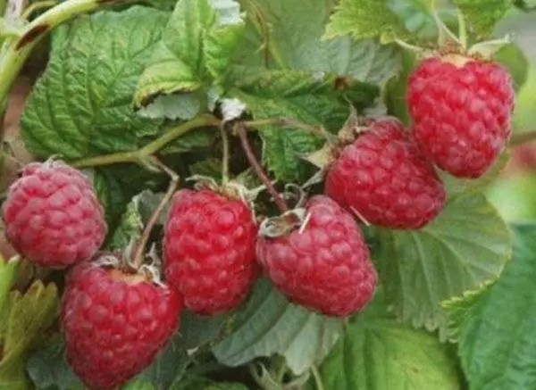 Raspberry variety Bell: photo and description