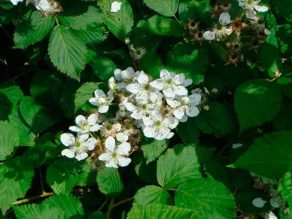 Raspberry variety Bell: photo and description