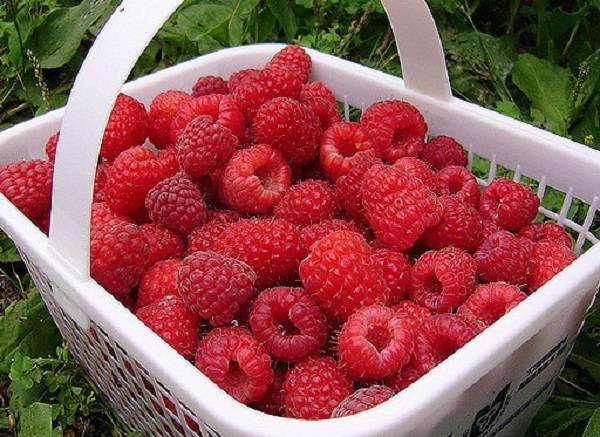 Raspberry variety Bell: photo and description