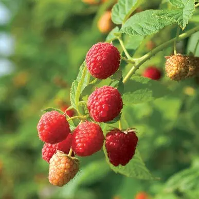 Raspberry variety Bell: photo and description