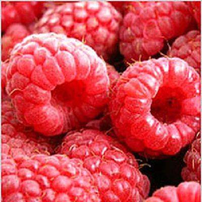 Raspberry variety Brilliant: photo and description of the variety 