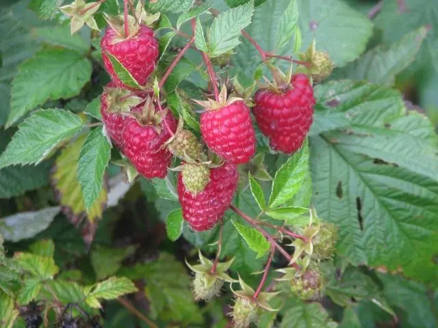 Raspberry variety Brilliant: photo and description of the variety 