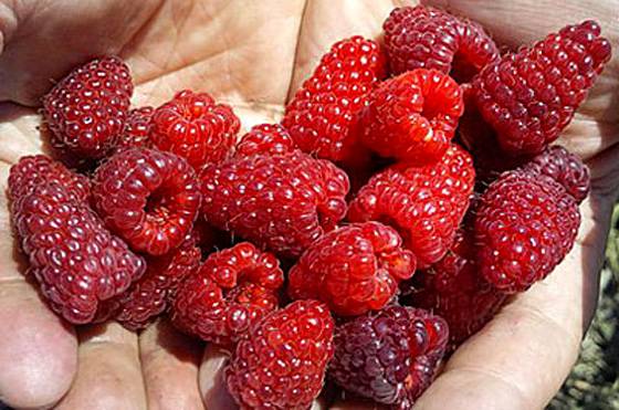 Raspberry variety Brilliant: photo and description of the variety 