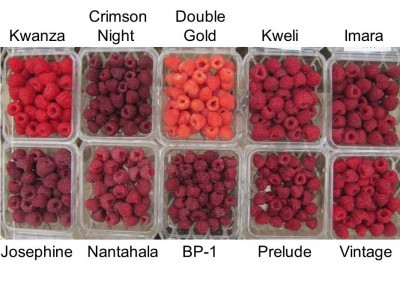 Raspberry variety Brilliant: photo and description of the variety 