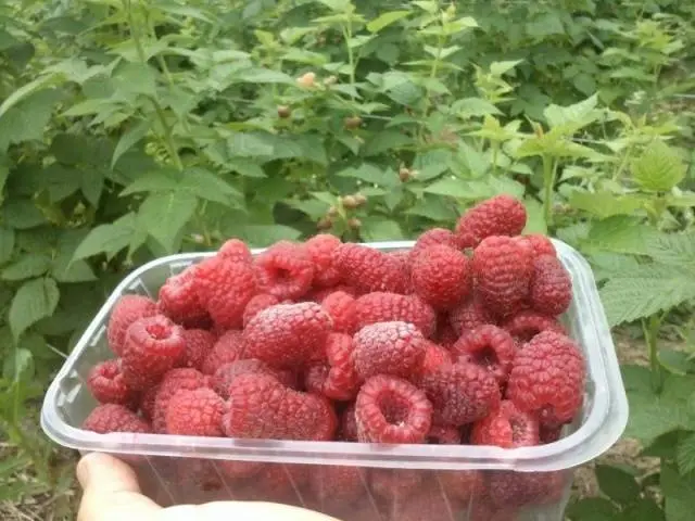 Raspberry variety Bryansk Divo: photo and description