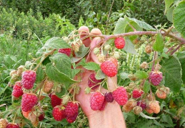 Raspberry variety Bryansk Divo: photo and description