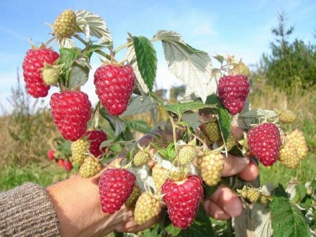 Raspberry variety Bryansk Divo: photo and description