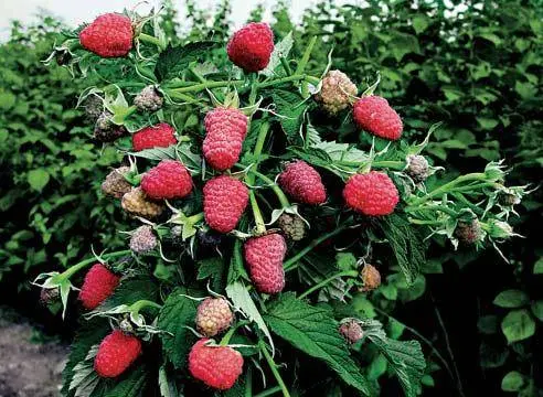 Raspberry variety Bryansk Divo: photo and description