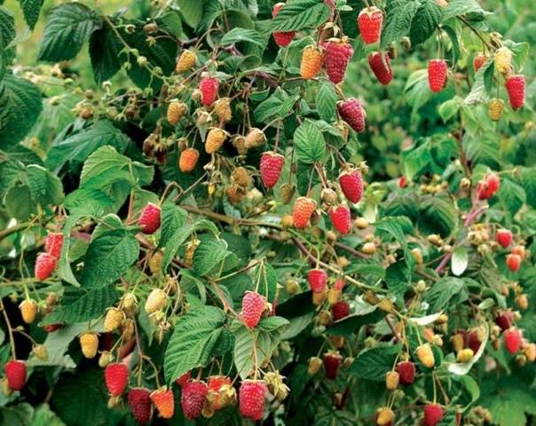 Raspberry variety Bryansk Divo: photo and description