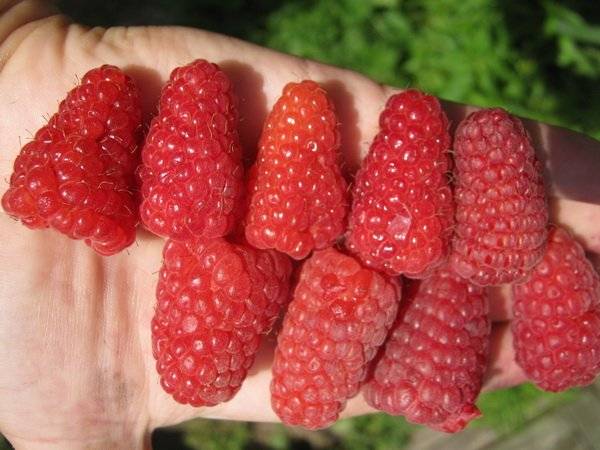 Raspberry variety Bryansk Divo: photo and description