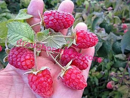 Raspberry variety Bryansk Divo: photo and description