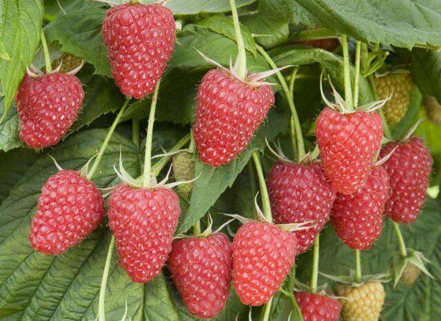 Raspberry variety Cascade Delight: photo and description of the variety, reviews