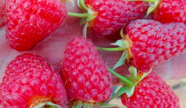 Raspberry variety Cascade Delight: photo and description of the variety, reviews