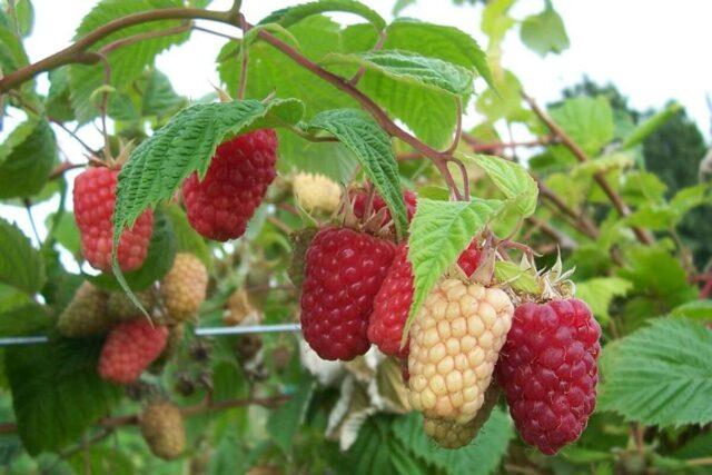 Raspberry variety Cascade Delight: photo and description of the variety, reviews